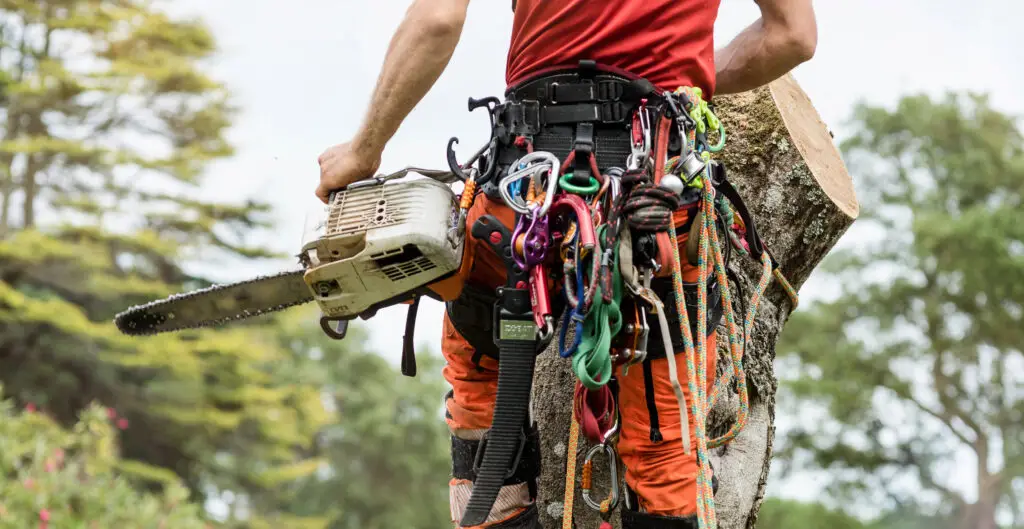 arborist klättrar