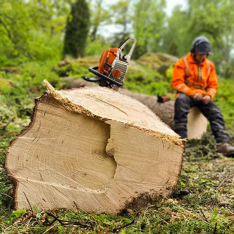 arborist i skogen