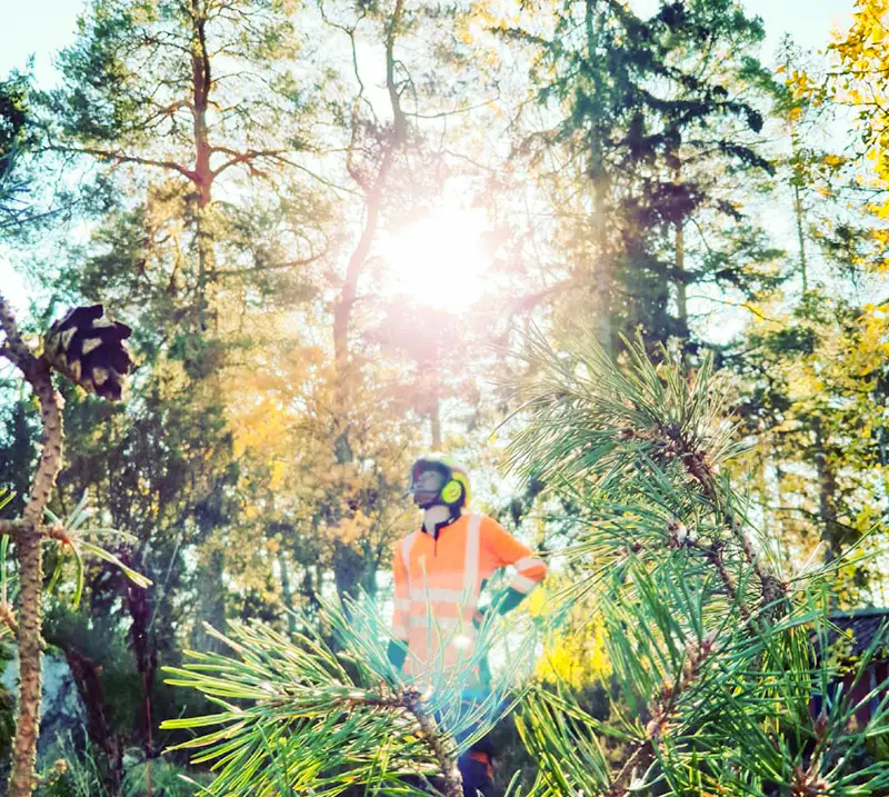 arborist i solsken