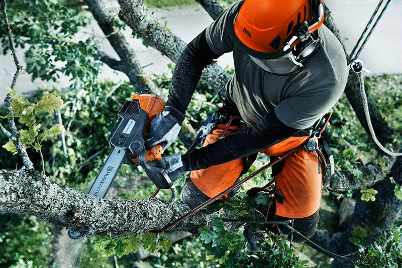 arborist beskär träd