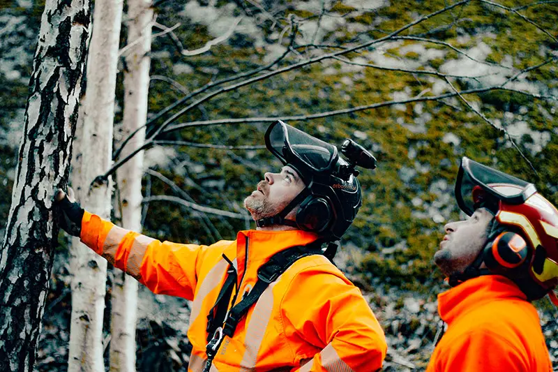 arborister planerar trädfällning