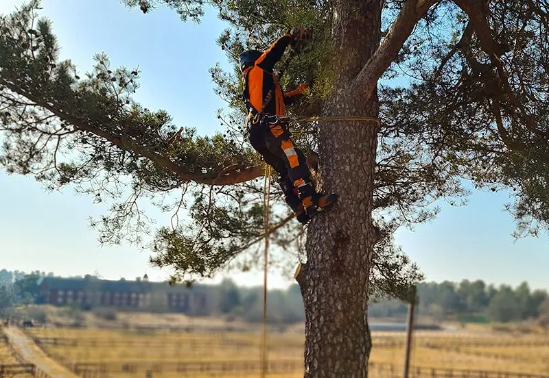 klättrande arborist utför trädvård