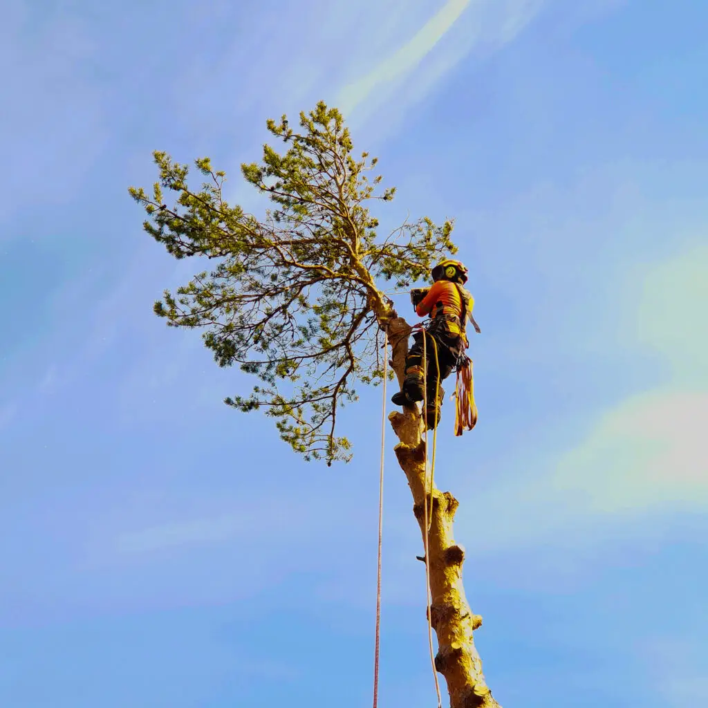 Trädfällning Värmdö