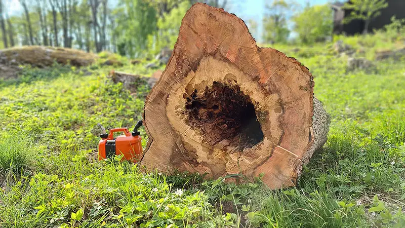 Stubbfräsning stor stubbe