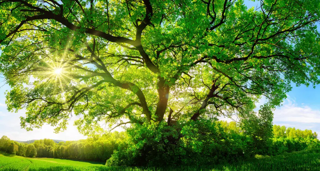 Trädvård av certifierad arborist