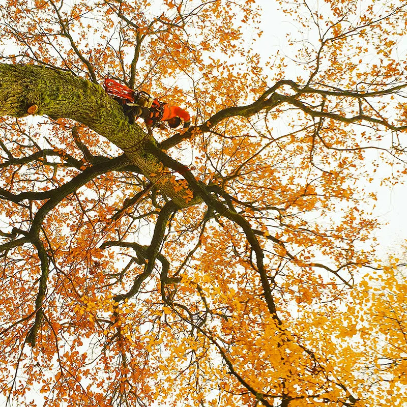 Arborist utför trädvård