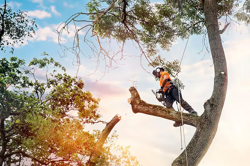 Arborist utför trädbeskärning