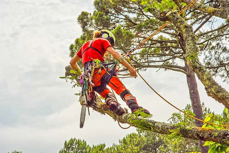 trädbeskärning och trädvård av arborist